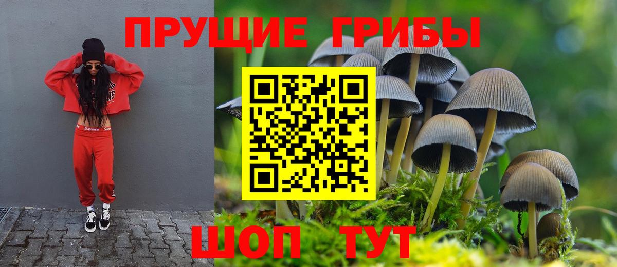 Россошь  Галлюциногенные грибы Psilocybe  Вход с VPN 
